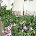 Tulbaghia violacea